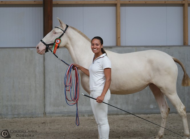 Lusitano Keuring 2014