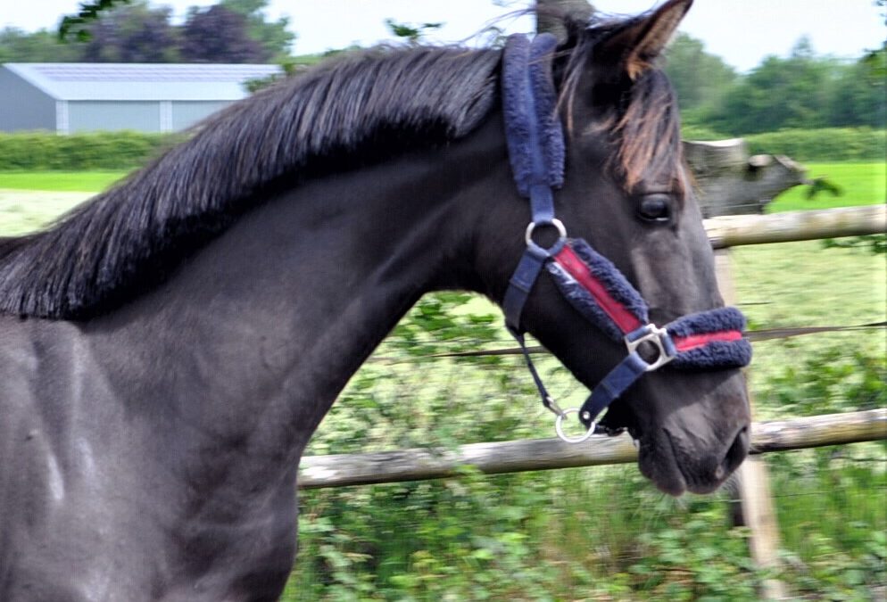 Luso-Warmblood ~ Sonnentanz CO