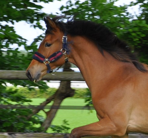 Luso-Warmblood ~ Sonrisa CO
