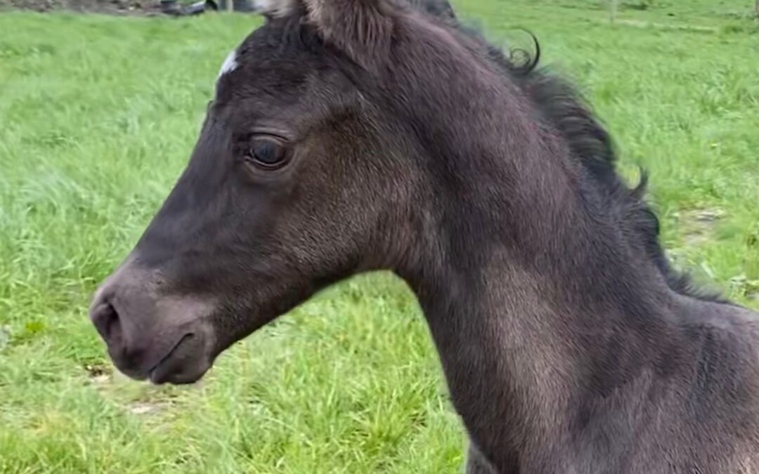 Luso-Warmblood ~ Tropical Dream CO