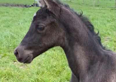 Luso-Warmblood ~ Tropical Dream CO