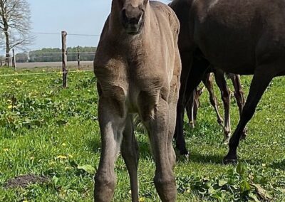 Luso-Warmblood ~ Taichi CO #TE KOOP