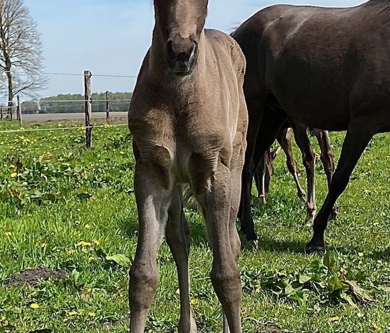 Luso-Warmblood ~ Taichi CO #TE KOOP