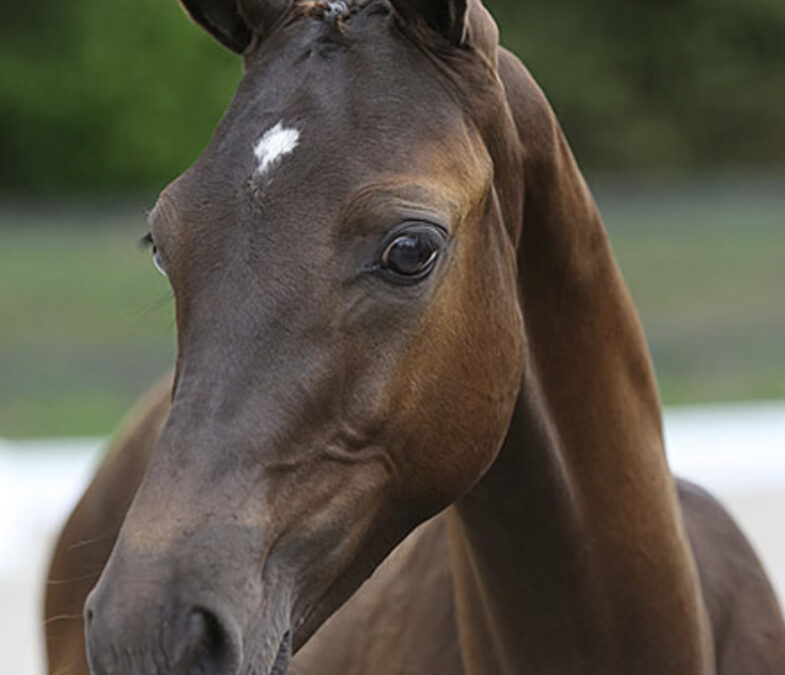 Luso-Warmblood ~ Tropical Dream CO